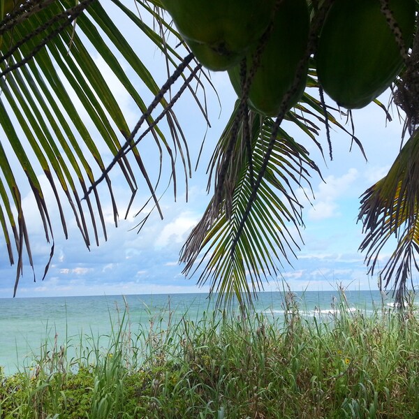sand ocean palm green blue