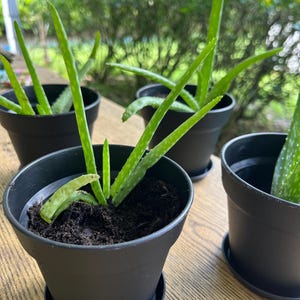 Live Potted Aloe Vera Pup – Easy Care Houseplant, Natural Healing Succulent