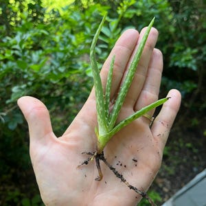 Aloe Vera Pup