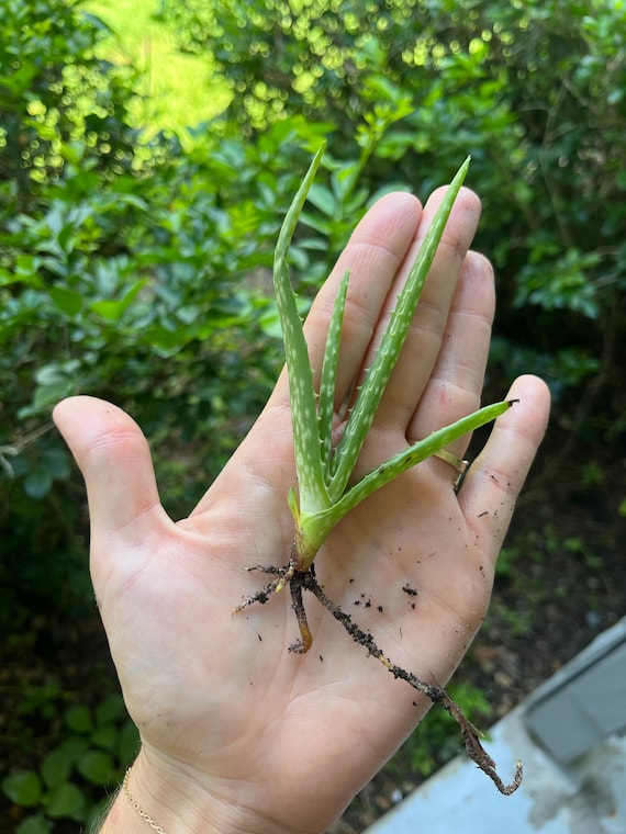 Aloe Vera Welpe - Etsy.de