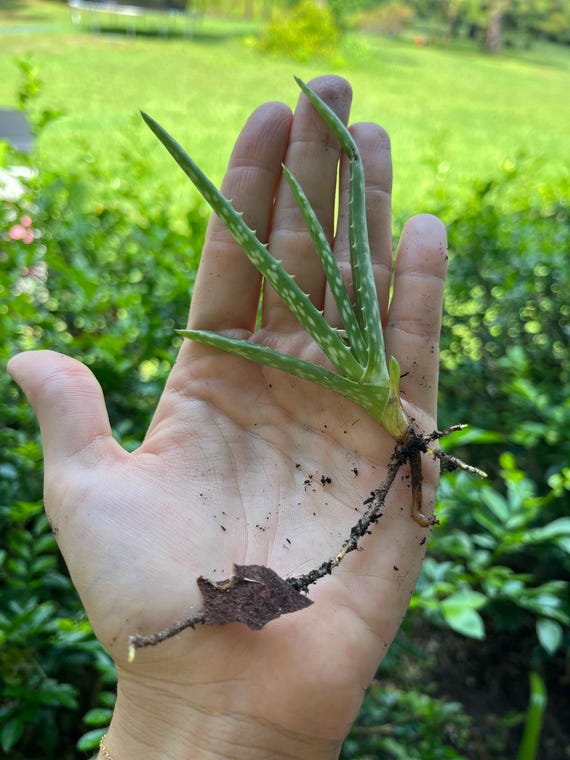 Aloe Vera Welpe - Etsy.de