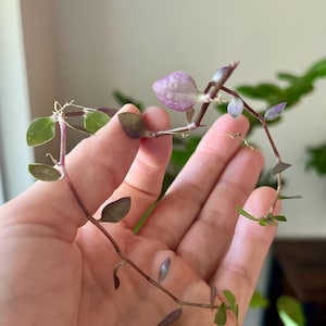 Turtle Vine, Creeping Inchplant, Callisia Repens