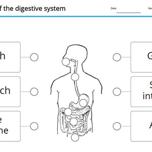 Digestive System