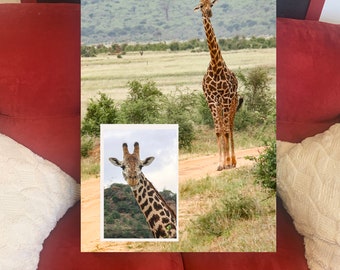 Giraffe Portrait Canvas Print, African Safari Photography, Nature Wall Art (20x30)