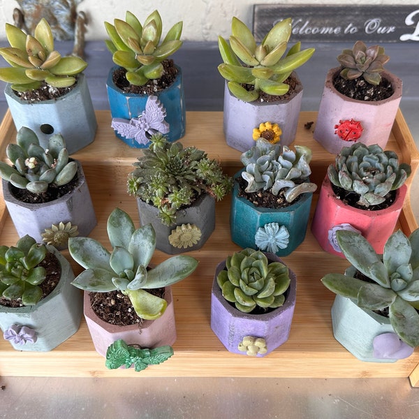 Succulents|Handmade succulent pots| Home decor|Interchangeable magnetic charms|Unique gift