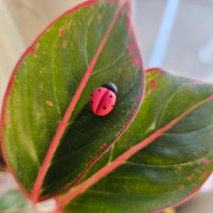 May include: A small, red ladybug with black spots and a black head rests on a green leaf with red edges and veins. The leaf has a natural, organic appearance, with a smooth texture and subtle color variations.