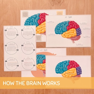 May include: A set of educational posters showing diagrams of the human brain, with sections in blue, red, and yellow. The text "HOW THE BRAIN WORKS" is at the bottom. Additional cards feature quotes and diagrams.