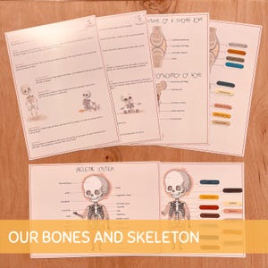 Skeleton Anatomy Activity, Printable Human Bones Lesson, Kids Anatomy Game, Homeschool Printable, Human Science, Toddlers and Preschoolers