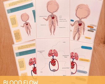 Circulatory System, Printable Homeschool Curriculum, Preschool Worksheets, Toddler Activities,  Homeschool Resource, Blood Flow