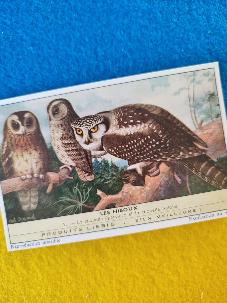 OWLS Owl Breeds Types Bird Birds Liebig Meat Cards Set of 6 French