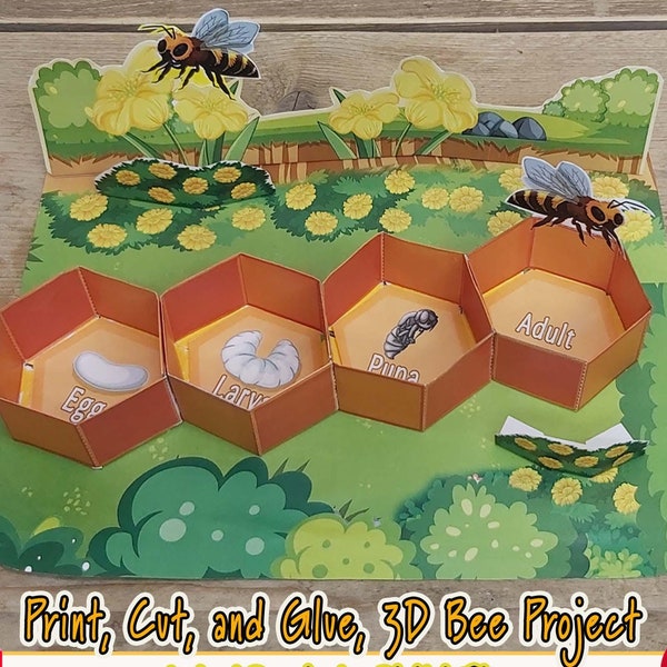 Life Cycle of a Honey Bee - Etsy