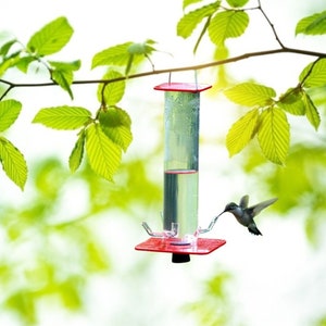 Enhance Your Garden with a Hanging Bird Feeder: Attract Vibrant Birds and Beautify Your Outdoor Space l HummingBird Feeder