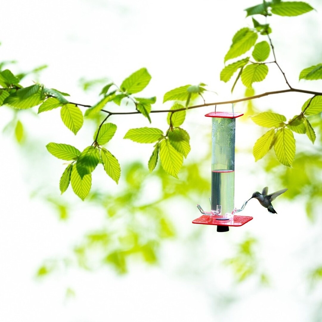 Enhance Your Garden With a Hanging Bird Feeder: Attract Vibrant Birds ...