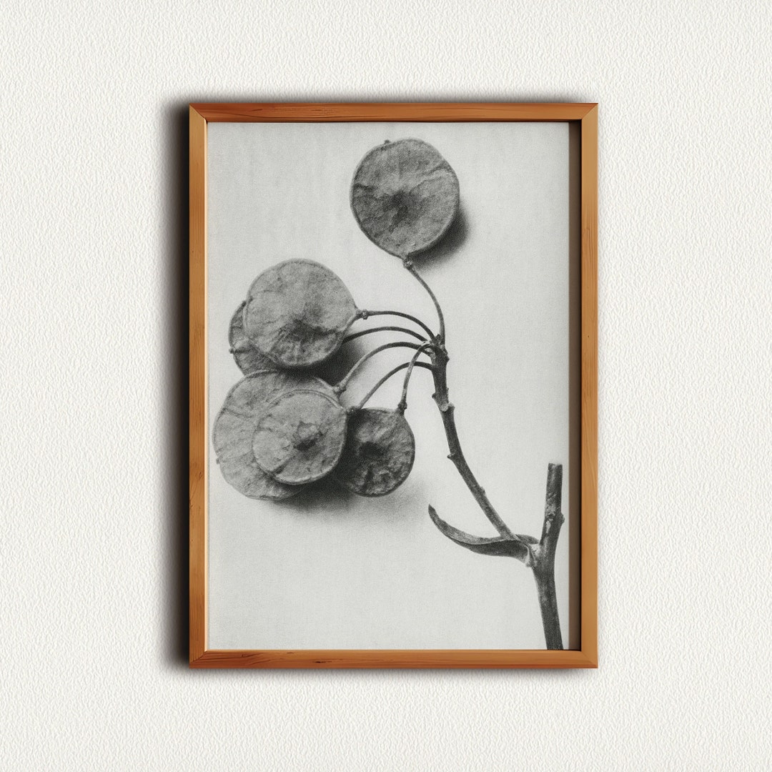 Flower Digital Wall Art, Floral Printable Poster, Still Life Rustic