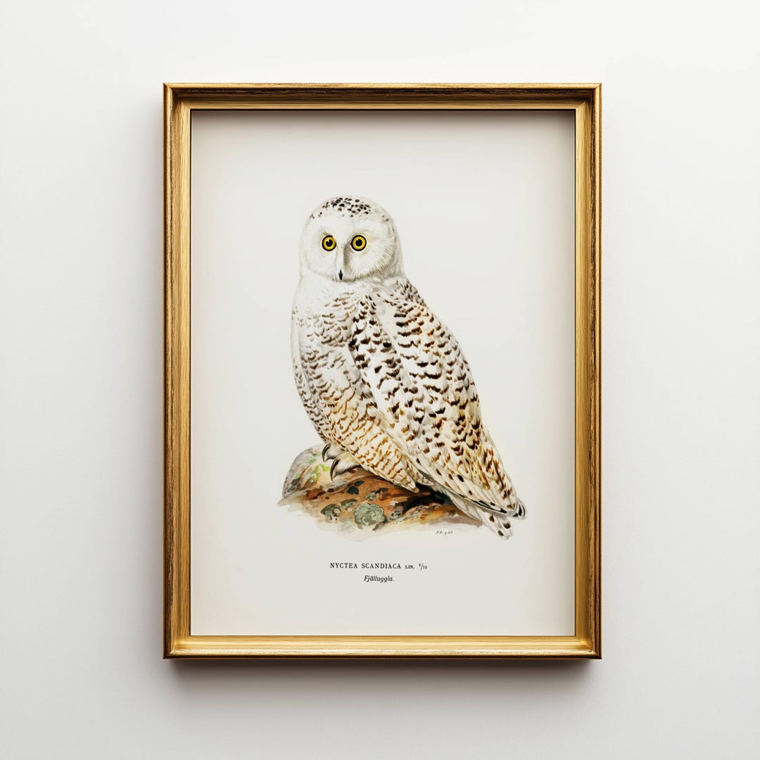 Snowy Owl Wall Art Print, Vintage Bird Illustration, Digital Wildlife ...