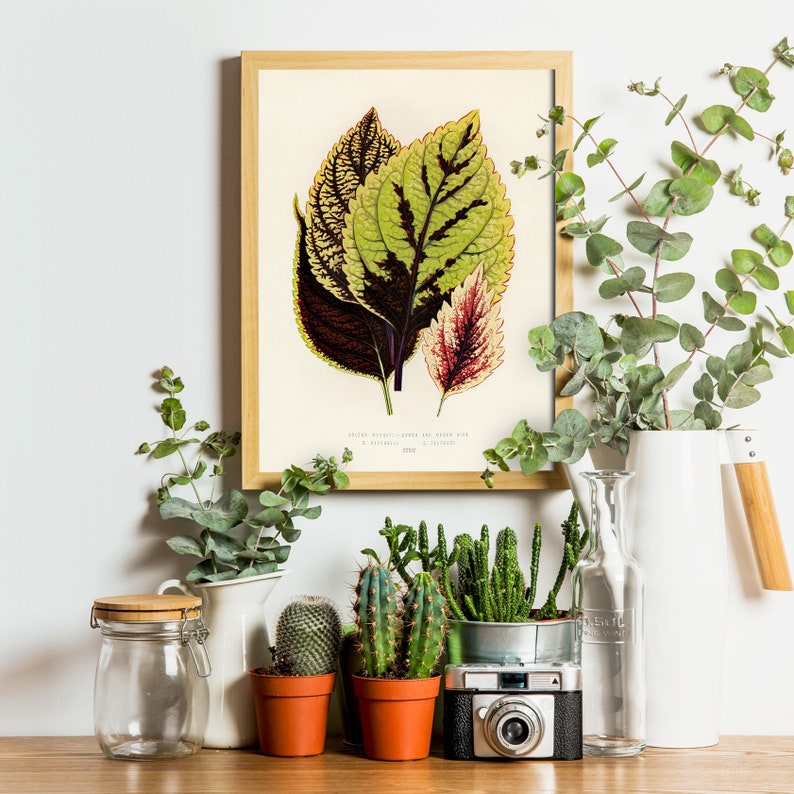 Botanical Prints, Floral Wall Art, Plant Wall Art, Green Wall Art, Flower Poster, Modern Plant Art Print, Above Bed Art image 7