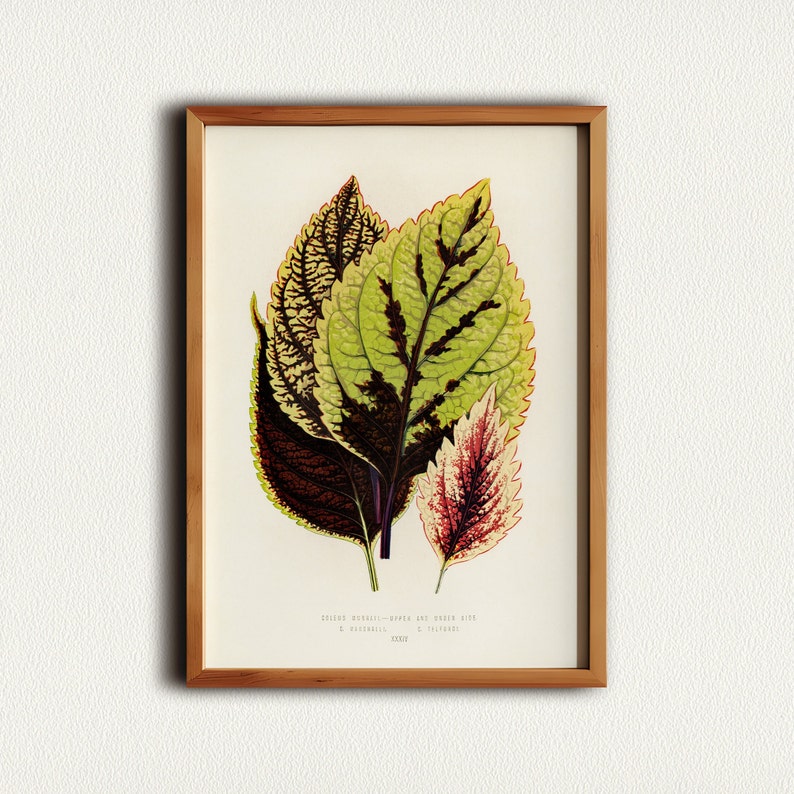 Botanical Prints, Floral Wall Art, Plant Wall Art, Green Wall Art, Flower Poster, Modern Plant Art Print, Above Bed Art image 1
