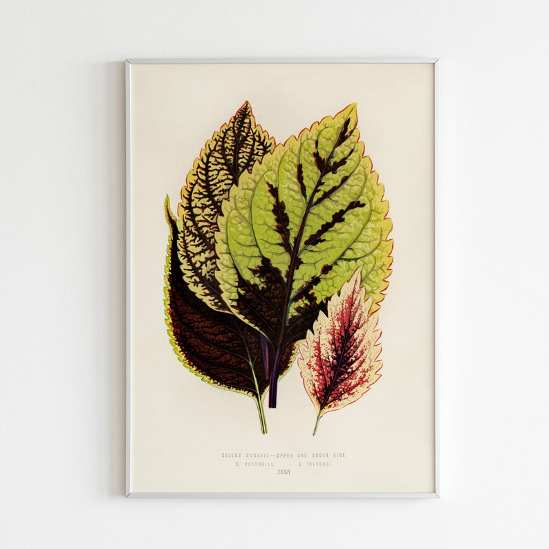 Botanical Prints, Floral Wall Art, Plant Wall Art, Green Wall Art, Flower Poster, Modern Plant Art Print, Above Bed Art image 4