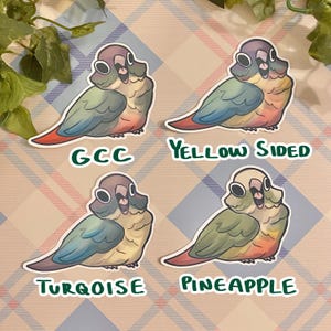 May include: Four illustrated stickers of green cheek conures with different color variations. The stickers are labeled "GCC", "Yellow Sided", "Turquoise", and "Pineapple".