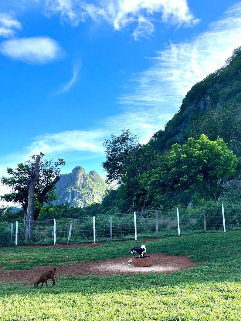 Puede incluir: Dos cabras en un campo de hierba con una cordillera de monta&ntilde;as al fondo. Una cabra es marr&oacute;n y la otra es negra y blanca. Las cabras est&aacute;n de pie cerca de una valla blanca.