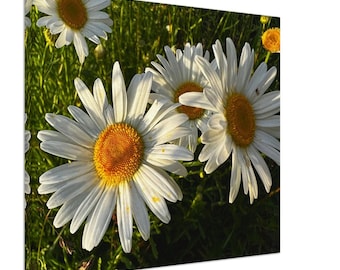 Wild Daisy - Canvas Print