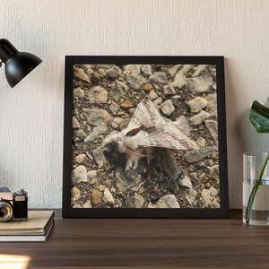 Fuzzy Moth Photograph - (Wood Framed) Poster Print