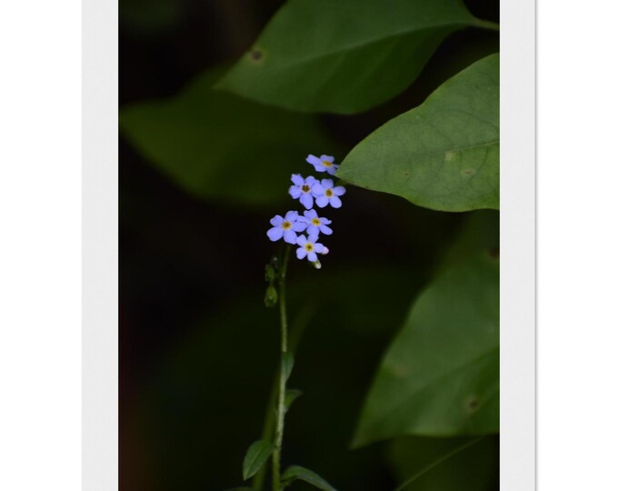 Forget-Me-Not — Framed Poster Print