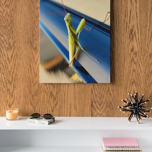 Praying Mantis Photograph - Canvas Print