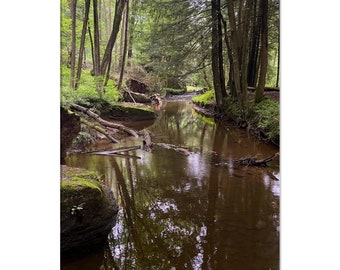 Allegheny Forest Photograph - Canvas Print