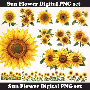 Sunflower flower PNG Sublimation Design,Sunflower png,Sunflower illustration,Digital Download,Png Sublimation, Sunflower flower ,Sunflower