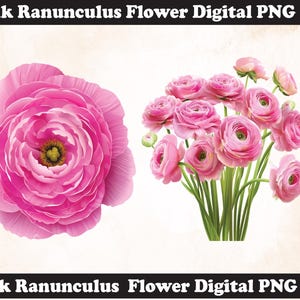 Ranunculus flower PNG Sublimation Design,Ranunculus png,Ranunculus illustration,Digital Download,Png Sublimation,Ranunculus Flower png,