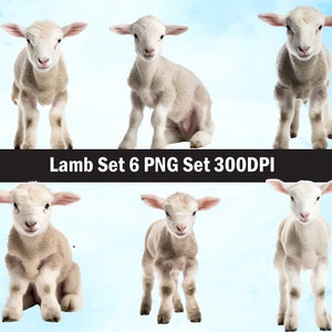 Baby lamb PNG Sublimation Design,lamb png,lamb illustration,Digital Download,Png Sublimation,Baby lamb  head Png ,lamb png ,Farm animal