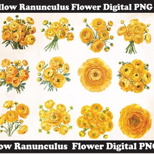 Yellow Ranunculus flower PNG Sublimation Design,Ranunculus png,Ranunculus illustration,Digital Download,Png Sublimation,Ranunculus Flower