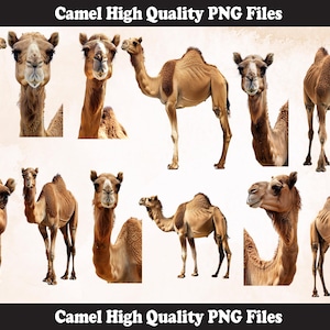 Camel PNG Sublimation Design,Camel png,Camel illustration,Digital Download,Png Sublimation,Camel Head png,Camel Png Sublimation