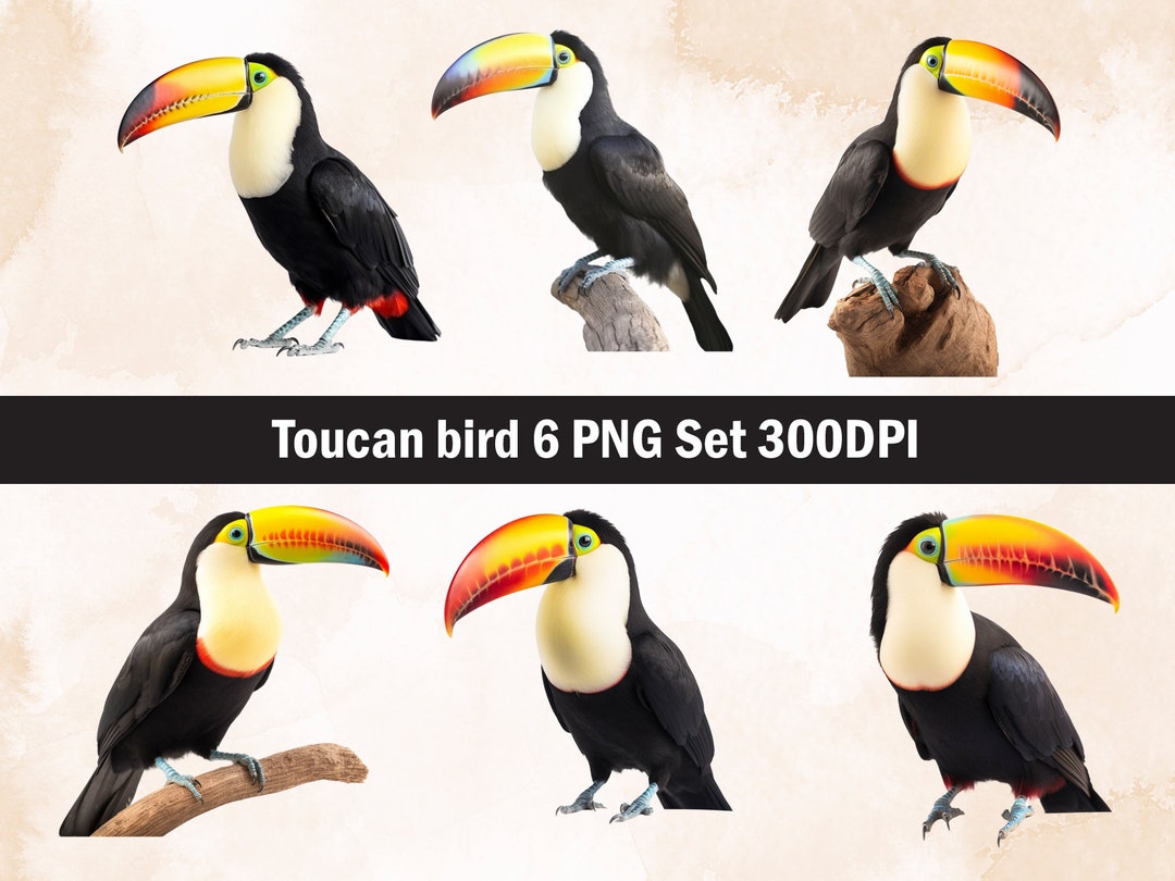Toucan Bird PNG Sublimation Design,toucan Bird Png,toucan Illustration ...