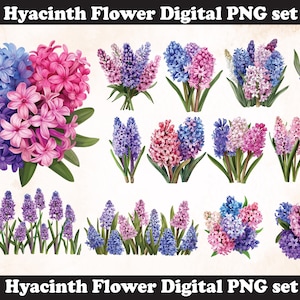 Hyacinth Flower PNG Sublimation Design,Hyacinth png,Hyacinth illustration,Digital Download,Png Sublimation,Hyacinth flower png,Hyacinth