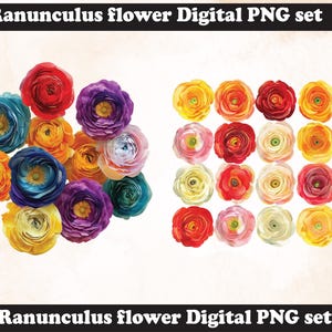 Ranunculus flower PNG Sublimation Design,Ranunculus png,Ranunculus illustration,Digital Download,Png Sublimation,Ranunculus Flower png,