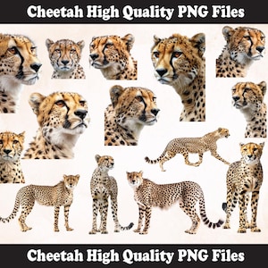 Cheetah  PNG Sublimation Design, Cheetah png, Cheetah illustration,Png Sublimation, Cheetah Head png, Cheetah Png Sublimation