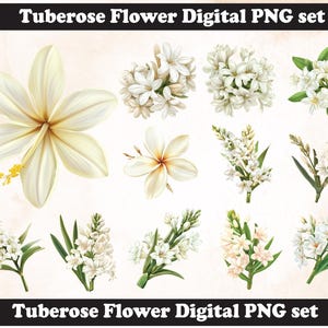 Tuberose PNG Sublimation Design,Tuberose png,Tuberose illustration,Tuberose Flower,Tuberose png,Digital Download, Tuberose flower svg