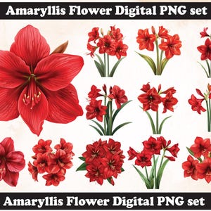 Amaryllis flower PNG Sublimation Design,Amaryllis png,Amaryllis illustration,Digital Download,Png Sublimation, Christmas flower Amaryllis