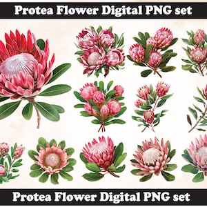 Protea PNG Sublimation Design,Protea png,Protea illustration,Protea Flower,Protea png,Digital Download, Protea flower svg
