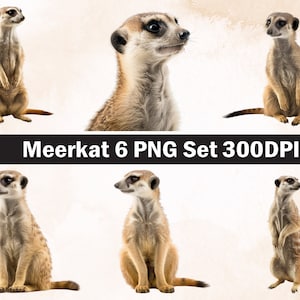 Meerkat PNG Sublimation Design,Meerkat png,Meerkat illustration,Digital Download, Png Sublimation, Wild Animal,Zoo Animal Png,Meerkat