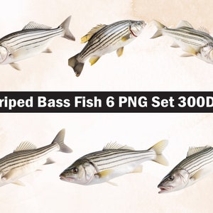 Striped bass Fish PNG Sublimation Design,Fish png,Fish illustration,Digital Download,Png Sublimation, bass Fish svg,Fish png,Fish silhouette