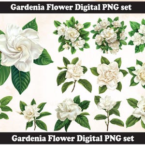 Gardenia Flower PNG Sublimation Design,Gardenia  png,Gardenia illustration,Digital Download, Christmas Gardenia flower,Gardenia png,flower