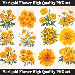 Yellow Marigold Flower PNG Sublimation Design,Marigold png,Marigold illustration,Digital Download,Png Sublimation, Marigold Flower png,