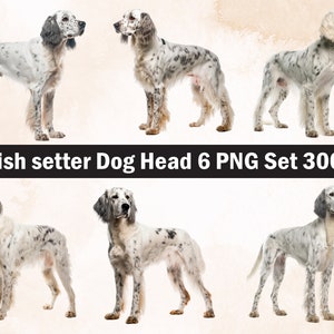 English setter Dog PNG Sublimation Design,English setter png,English setter illustration,Digital Download,Png Sublimation,Dog pet Png ,Dog