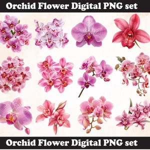 Orchid Flower PNG Sublimation Design,Orchid png,Orchid illustration,Digital Download,Png Sublimation,Orchid Flower png,Orchid  svg,Orchid