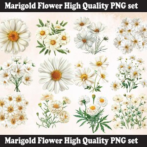 White Marigold Flower PNG Sublimation Design,Marigold png,Marigold illustration,Digital Download,Png Sublimation, Marigold Flower png,