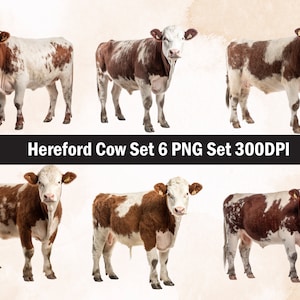 Hereford bull PNG Sublimation Design,Hereford png,Hereford illustration,Digital Download,Png Sublimation,Hereford head png,Hereford bull