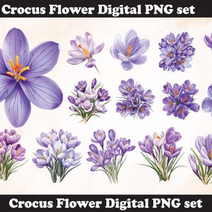 Crocus Flower PNG Sublimation Design: HD Print (Digital Download)